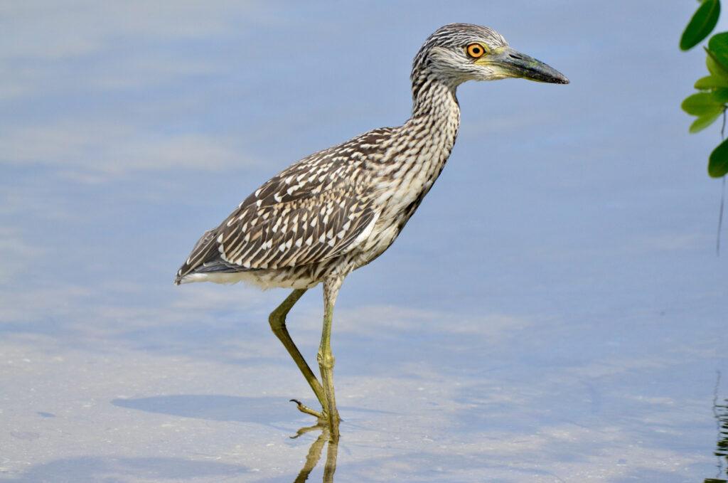 Yellow-crowned Night Heron (immature)